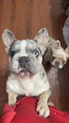 Mable