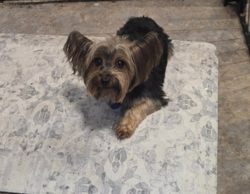 Ellie Mae