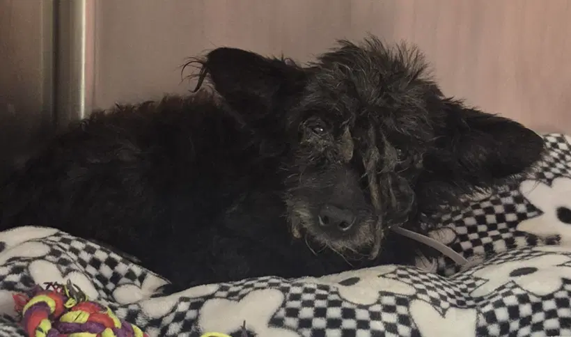 Camilo - Cairn Terrier