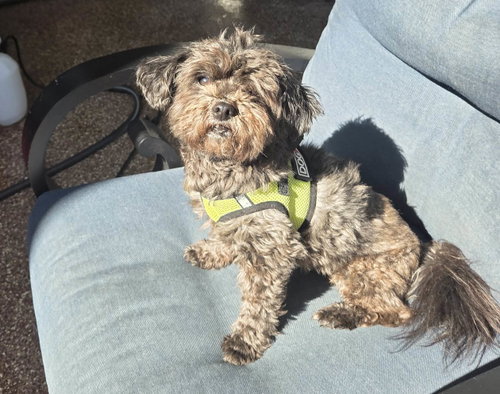 Baby, an adoptable dog