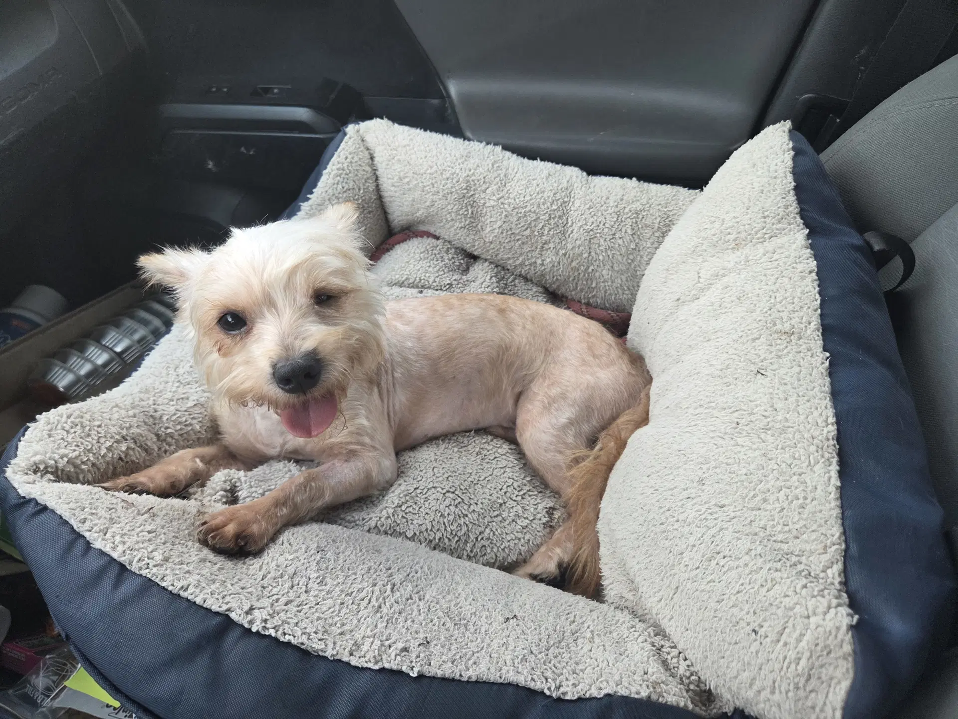 George - Yorkshire Terrier Yorkie