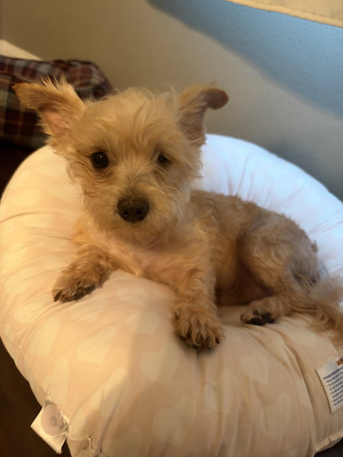 George, a dog for adoption from Yorkie Rescue Houston