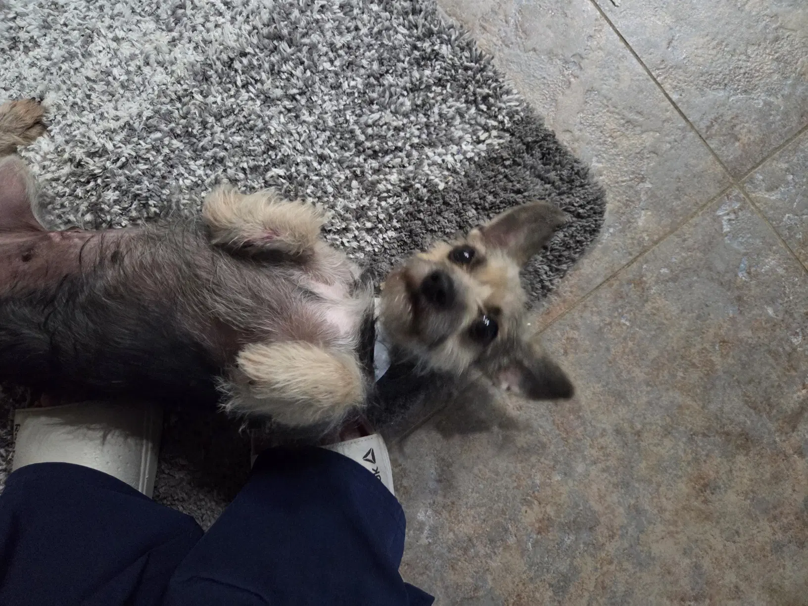 Crystal - Yorkshire Terrier Yorkie