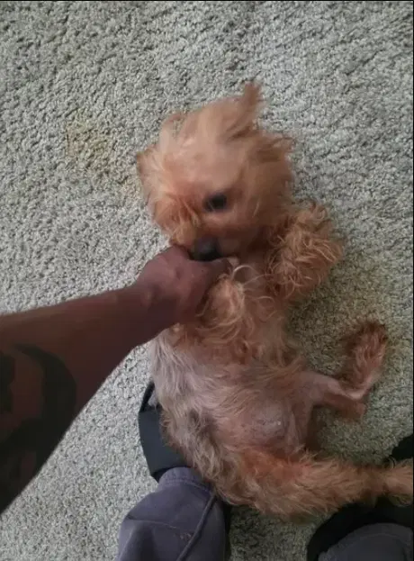 Diva - Yorkshire Terrier Yorkie