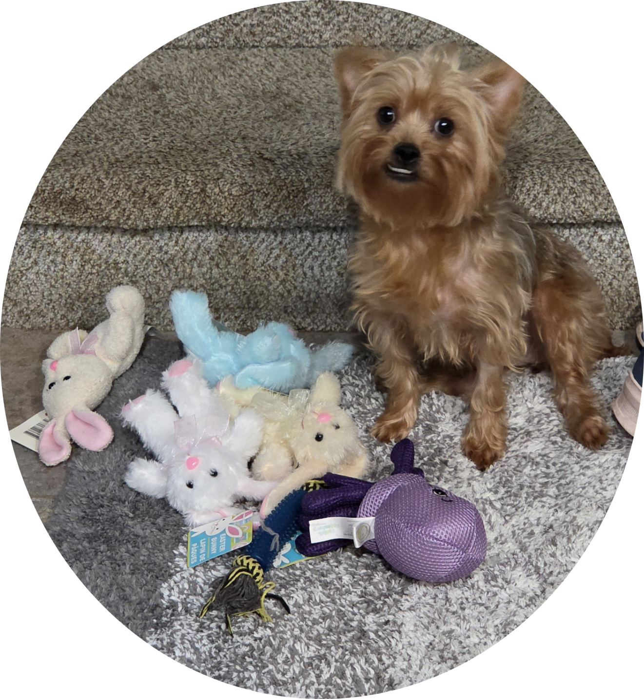 Diva(5), Yorkshire Terrier Yorkie