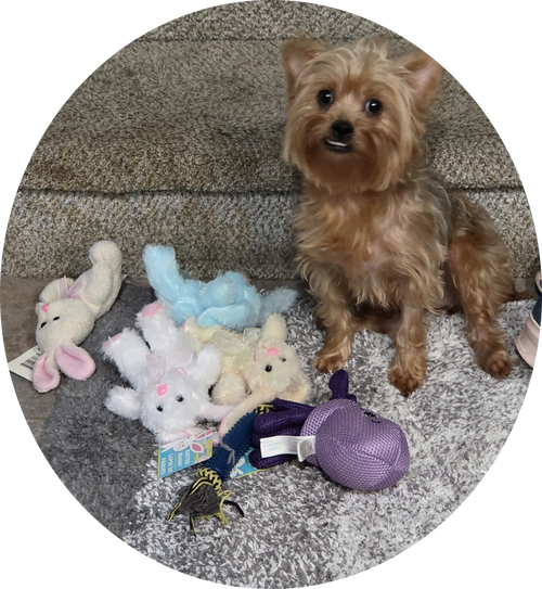 Diva(5), an adoptable dog