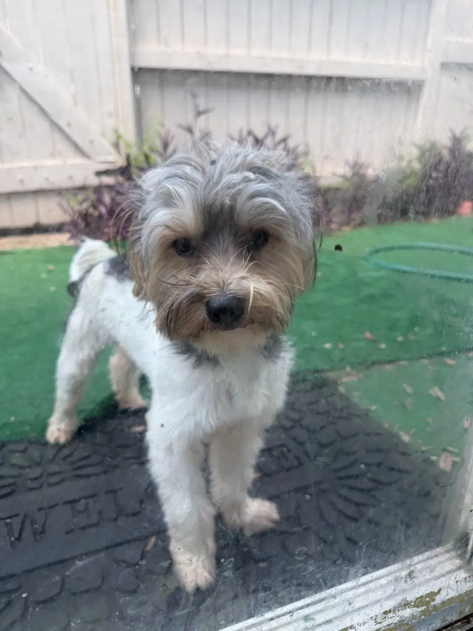 Denzel - Yorkshire Terrier Yorkie