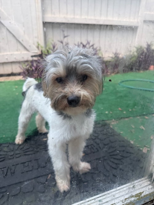 Denzel, an adoptable dog