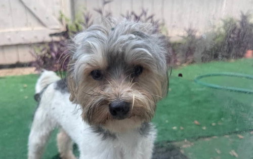 Denzel, a dog for adoption from Yorkie Rescue Houston