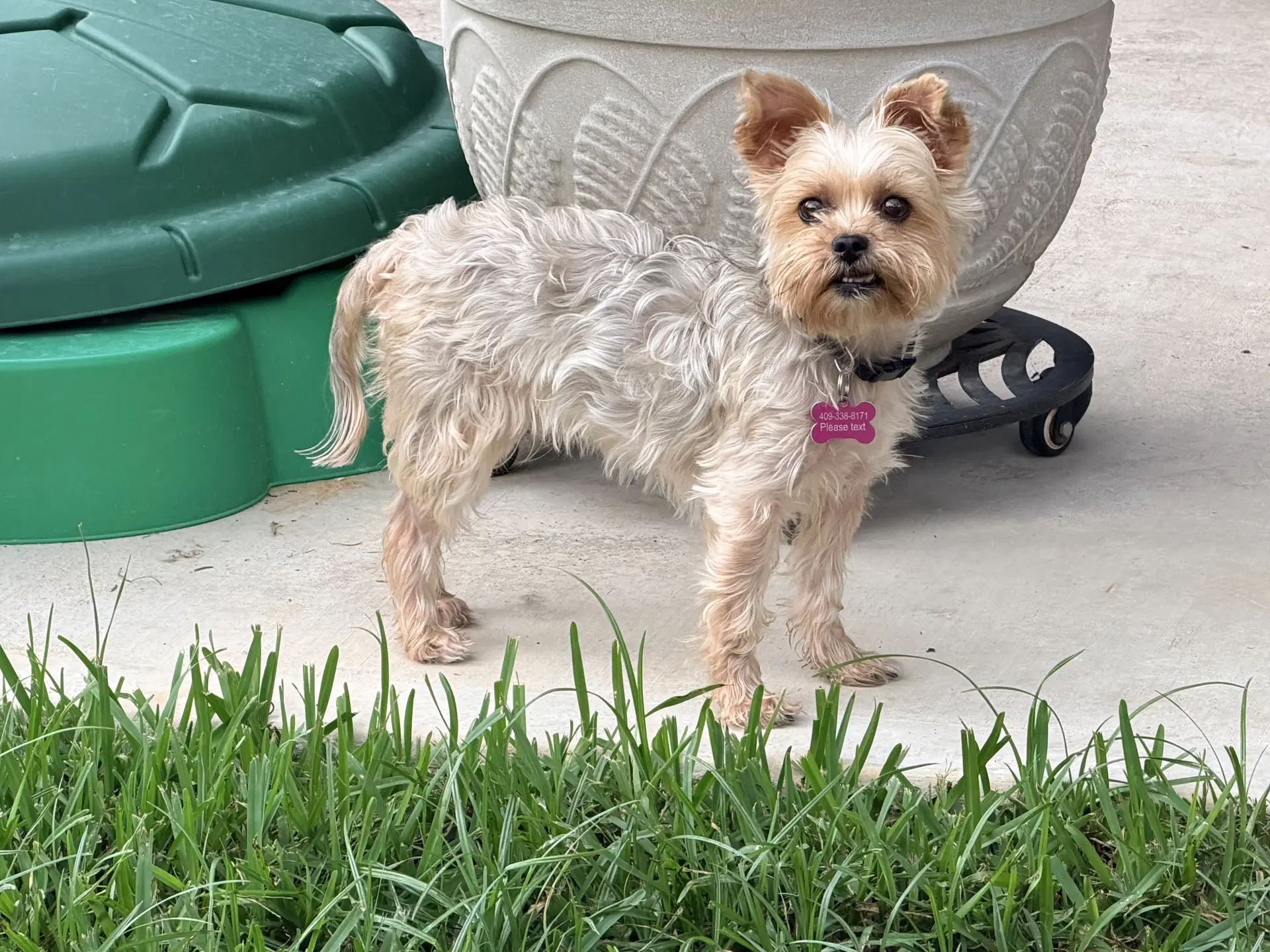 Fifi - Yorkshire Terrier Yorkie