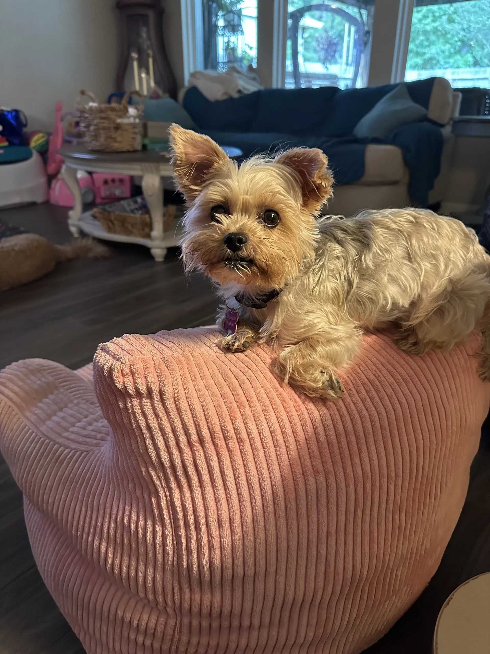 Fifi image 2