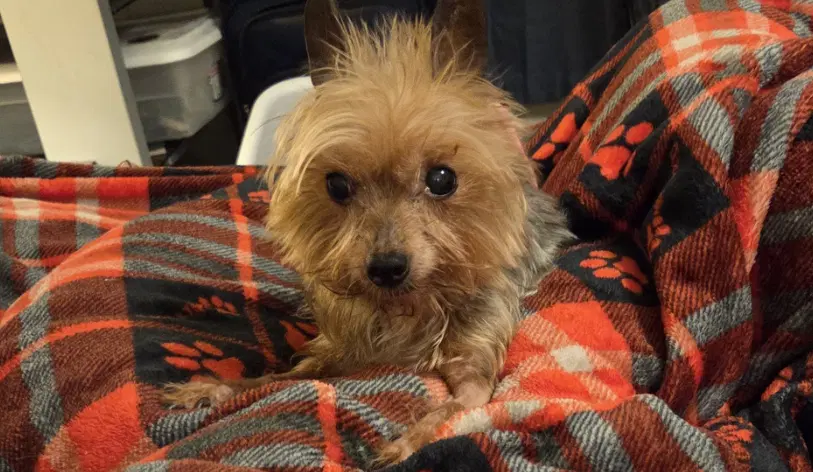 Bri - Yorkshire Terrier Yorkie