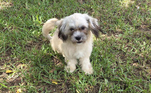 Tootsie(2), an adoptable dog