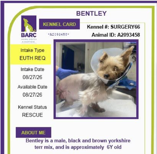 Bentley, an adoptable dog