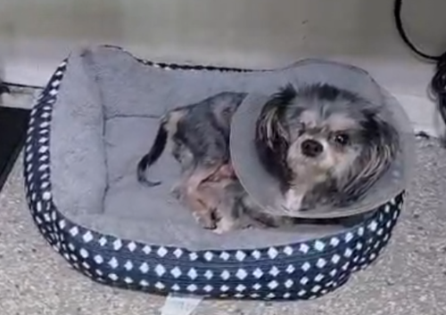 LuLu, an adoptable dog