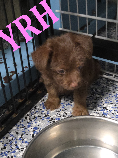 Biscuit, an adoptable dog