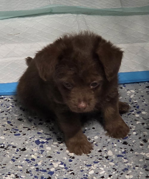 Photo 2 of Biscuit