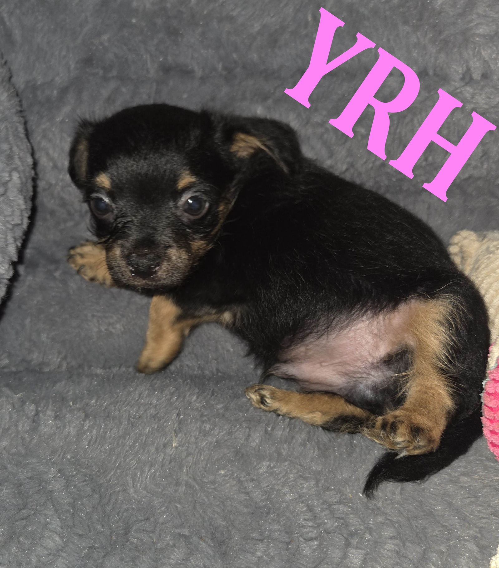 Duke, Yorkshire Terrier Yorkie