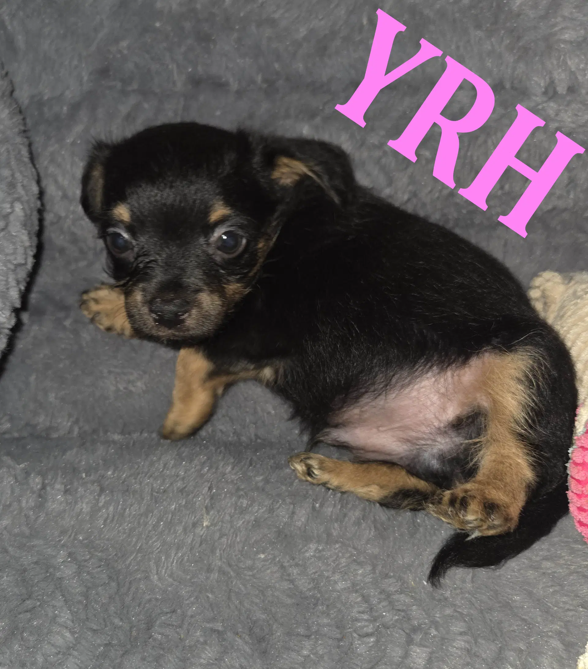 Duke - Yorkshire Terrier Yorkie