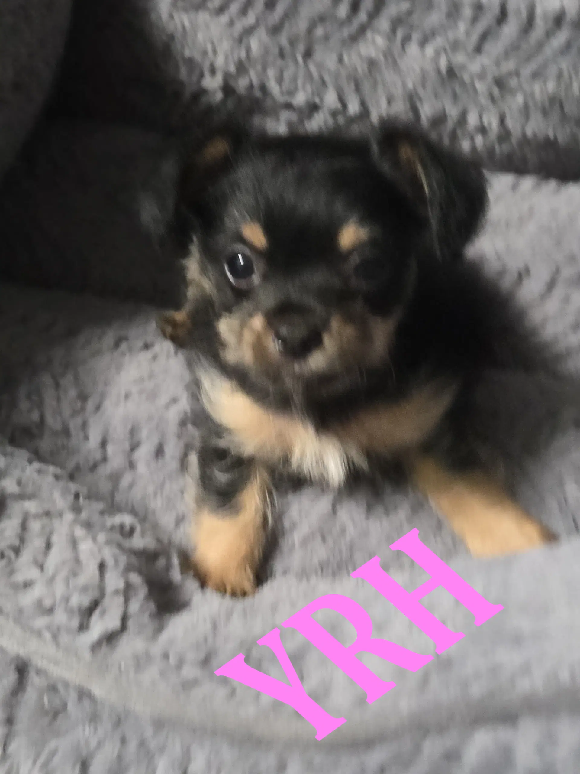 Dutchess image 2