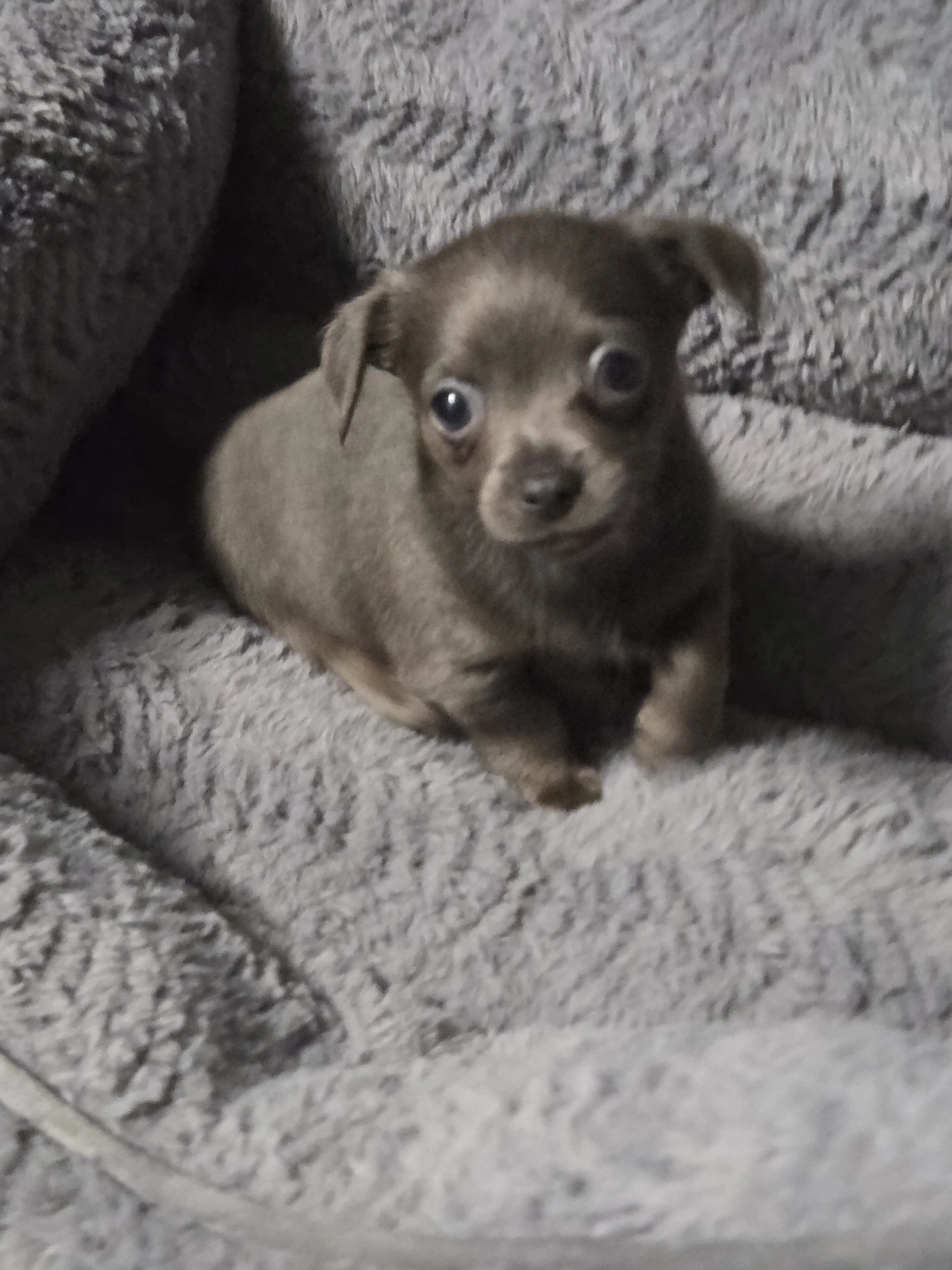 Muffin
