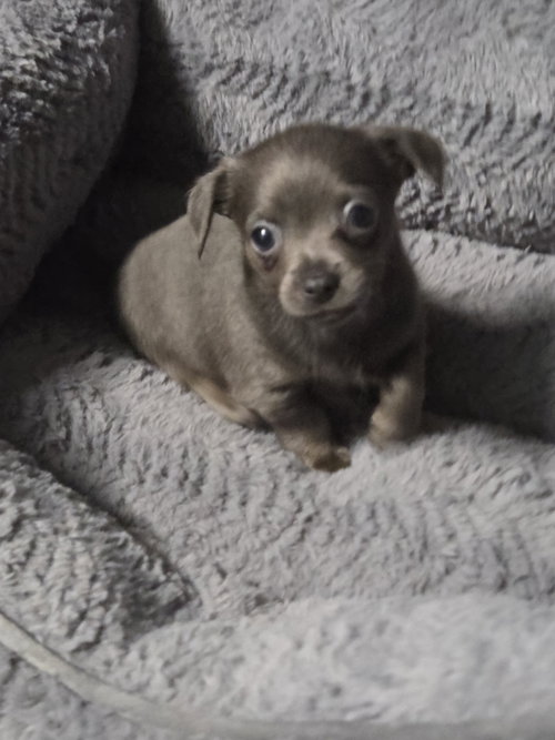 Muffin, an adoptable dog