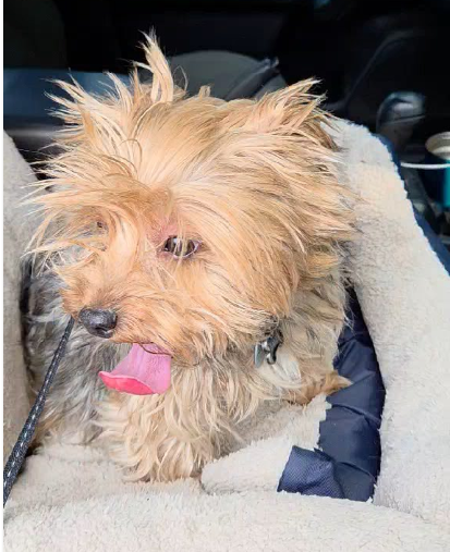 Bailey(8), an adoptable dog