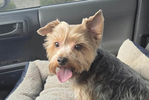 Bailey(8), a dog for adoption from Yorkie Rescue Houston