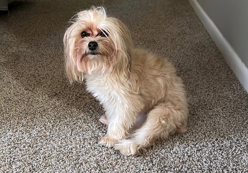 Chiki, an adoptable dog