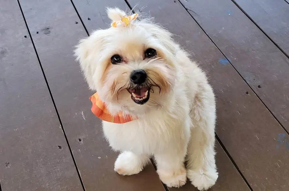 Chiki - Yorkie/Maltese