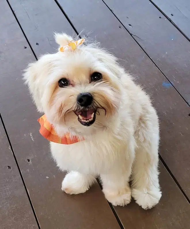 Chiki image 3