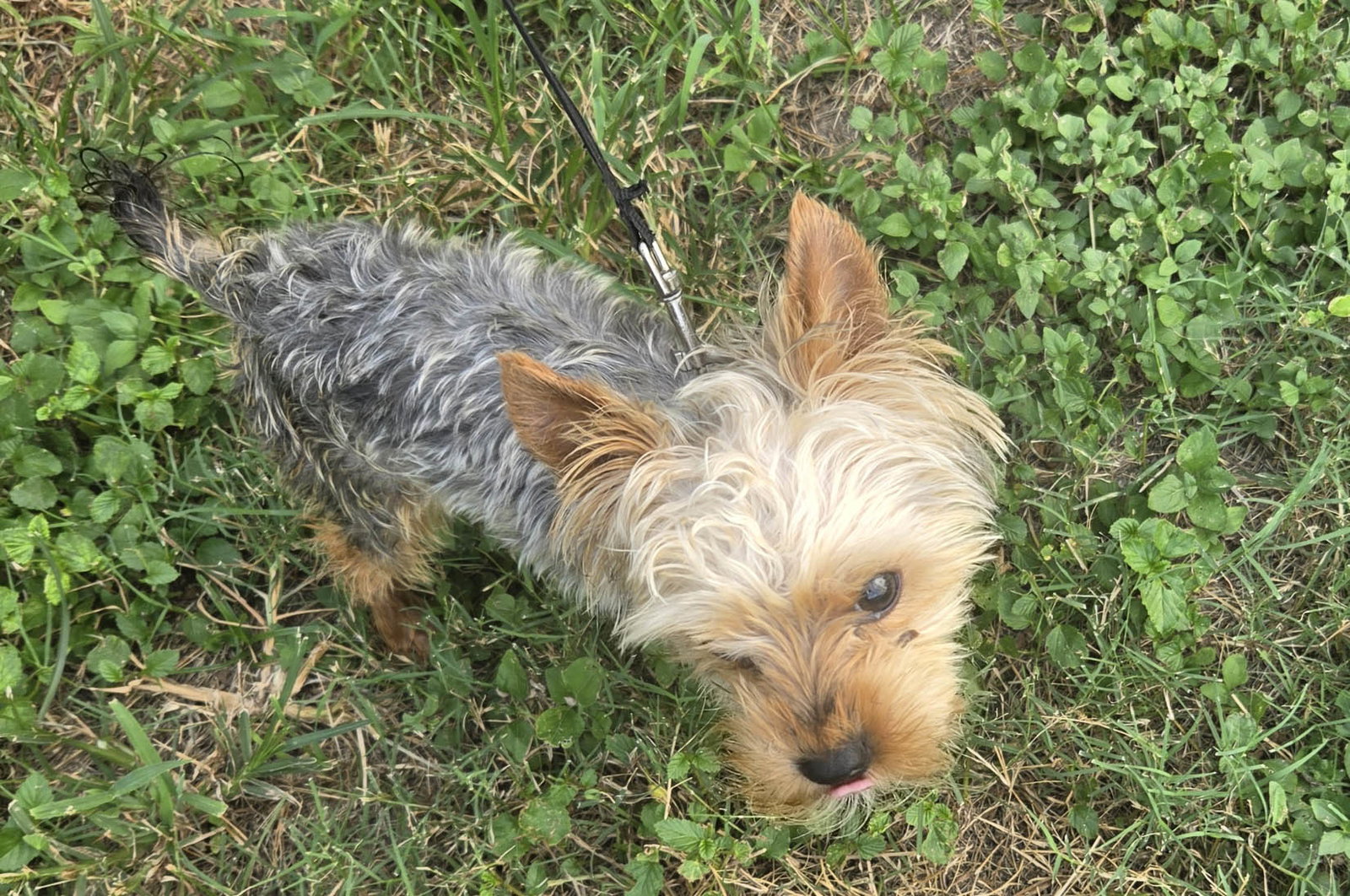 Teddy, Yorkshire Terrier Yorkie