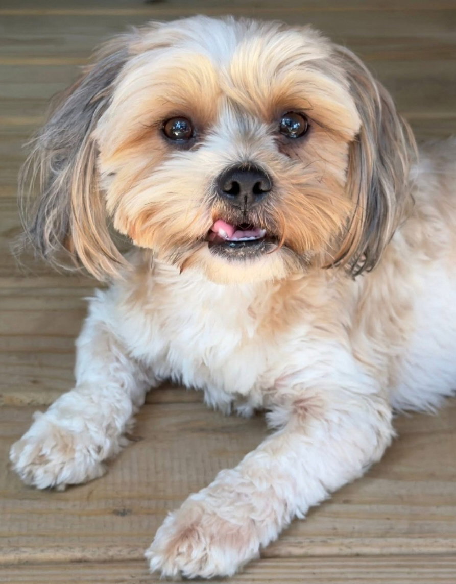 Birdie, Shih Tzu