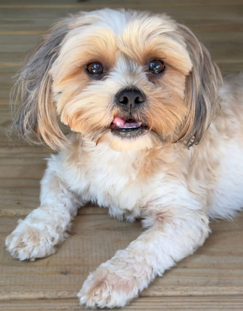 Birdie, an adoptable dog