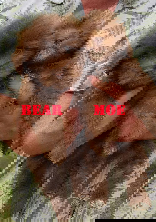 Bear