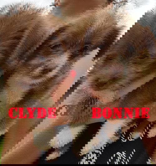 Bonnie