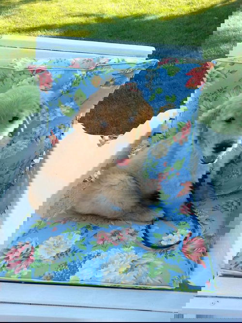 Maximus