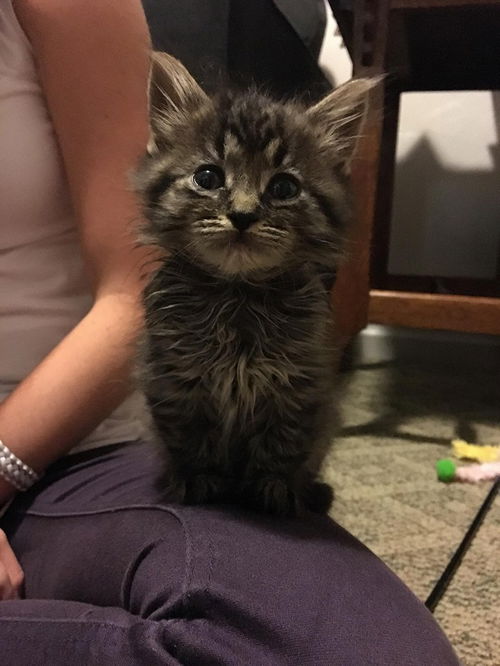 kitten male long haired tabby