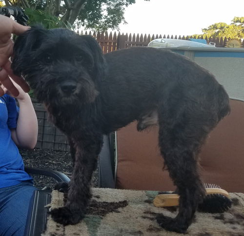 Bear