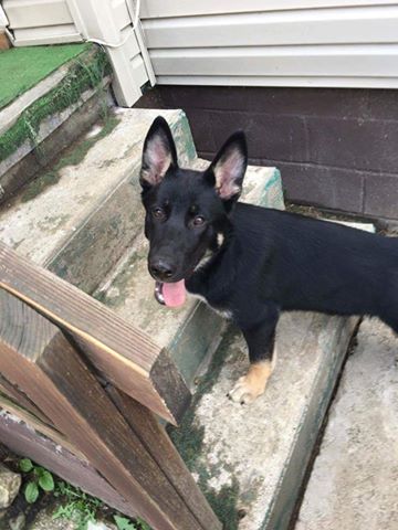 LuLu