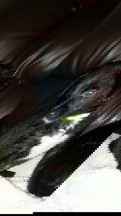 Baxter