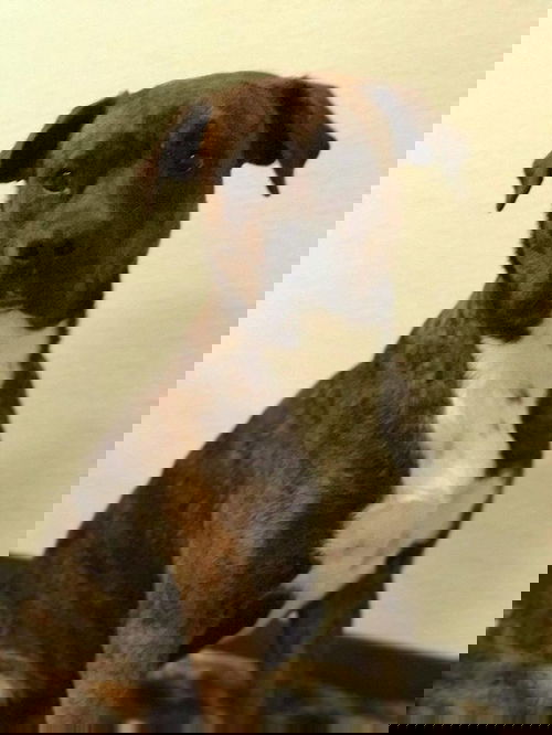 Tiarrah