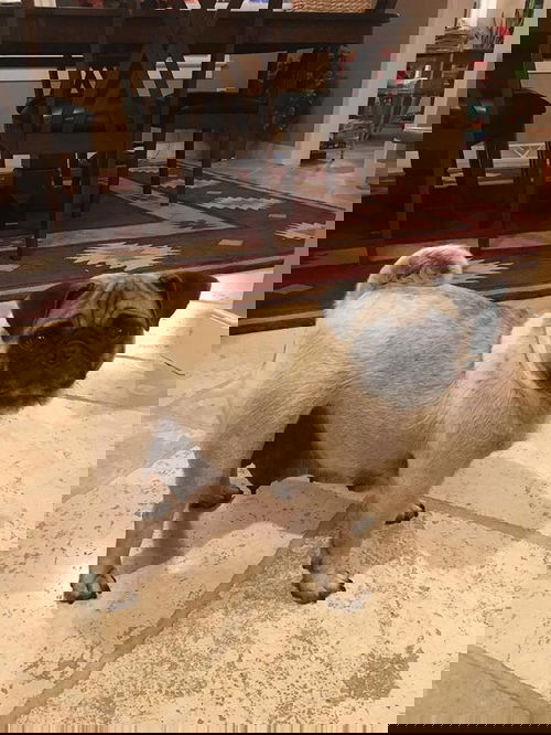 Gertie