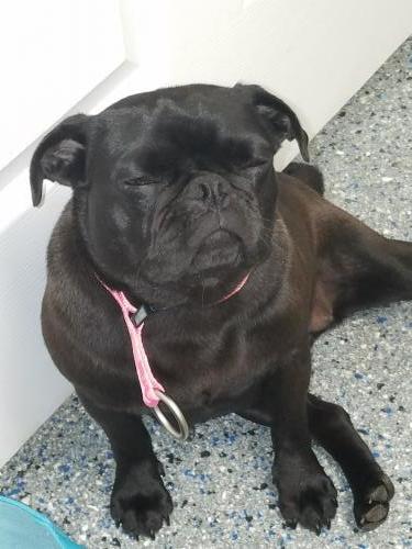 Lulu