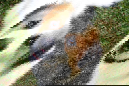 Cotton
