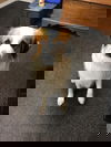 Cotton