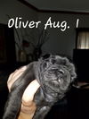 Oliver