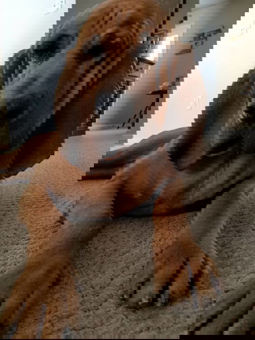 Copper
