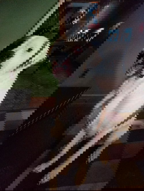 Bo