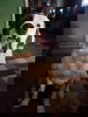 Bo